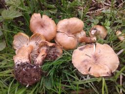 Bonomyces sinopicus