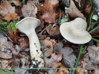 Infundibulicybe geotropa