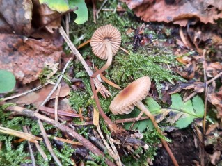 Marasmius torquescens