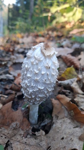 Coprinus comatus