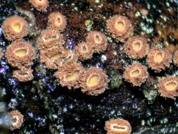 Perrotia flammea
