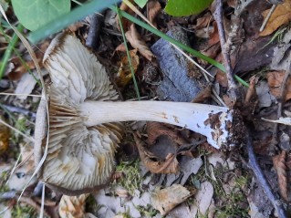 Megacollybia platyphylla