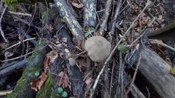 Coprinopsis melanthina