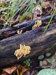 Ramaria rubella