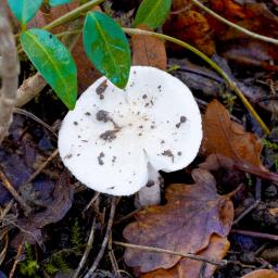 Hygrophorus eburneus