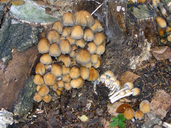 Coprinellus micaceus