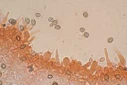 Deconica crobula