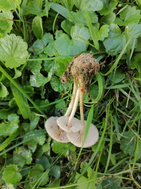 Marasmius oreades