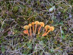 Hygrocybe insipida