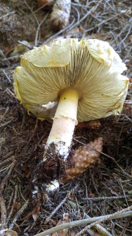 Agaricus augustus