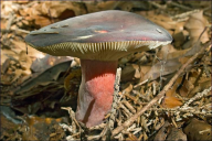 Russula queletii