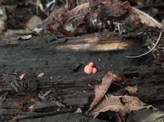Lycogala epidendrum