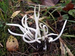 Clavaria fragilis