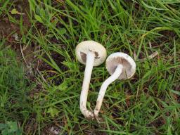 Agrocybe dura