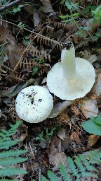 Lactifluus piperatus