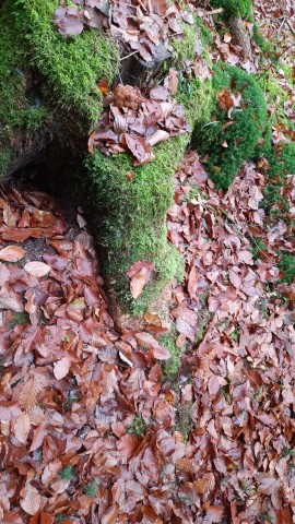 Gyromitra infula