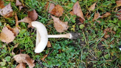 Hymenopellis radicata