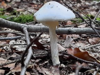 Amanita virosa