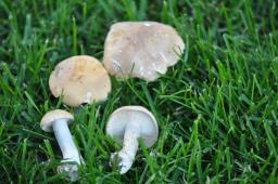 Calocybe gambosa