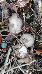 Agaricus sylvicola