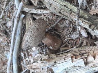 Tylopilus felleus
