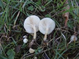 Clitocybe odora