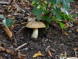 Hemileccinum depilatum