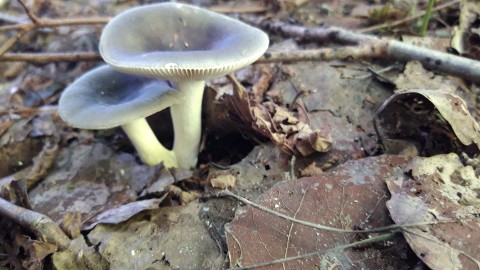 Russula grisea