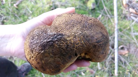 Scleroderma citrinum