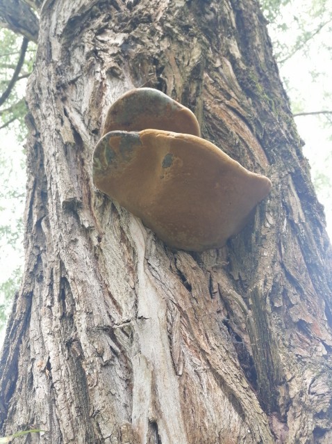 Phellinus igniarius