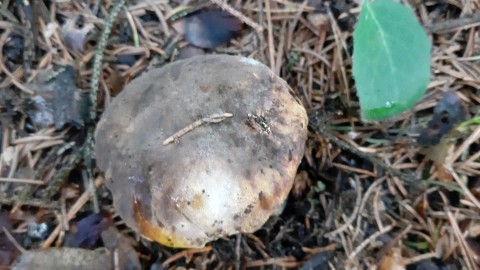 Cyanoboletus pulverulentus