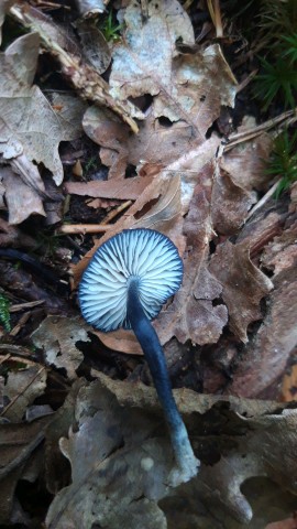 Entoloma corvinum