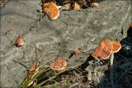 Pycnoporus cinnabarinus
