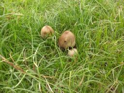 Coprinopsis atramentaria