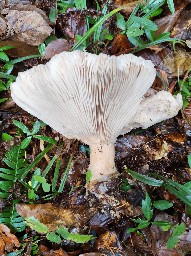 Infundibulicybe geotropa