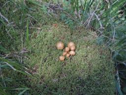 Galerina sideroides