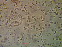 Tyromyces fumidiceps