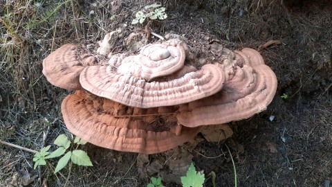 Ganoderma applanatum