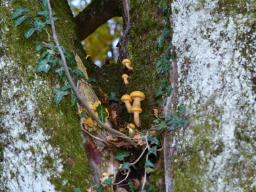 Pholiota adiposa