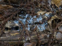 Byssocorticium atrovirens