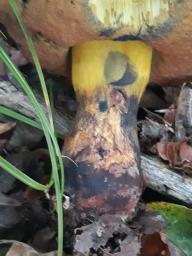 Neoboletus xanthopus