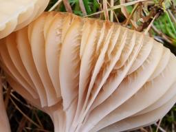Cuphophyllus colemannianus