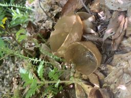 Helvella acetabulum