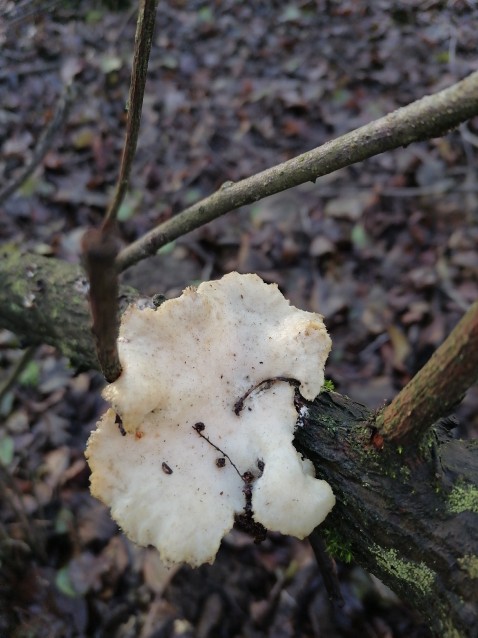 Neofavolus alveolaris
