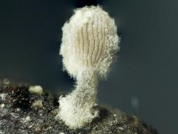 Coprinopsis filamentifera