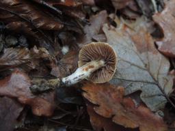 Cortinarius casimiri