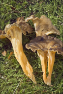Craterellus tubaeformis