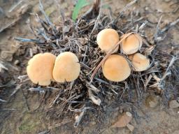 Agrocybe vervacti