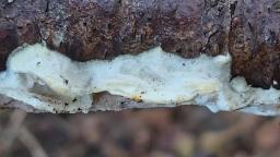 Vitreoporus dichrous