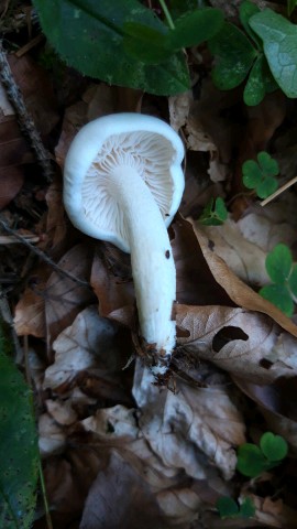 Hygrophorus cossus